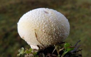 Грибы дождевики: разновидности, лечебные свойства и рецепты приготовления Ложный гриб Дождевик, фото