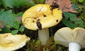 Характеристика пластинчатых грибов различных видов
