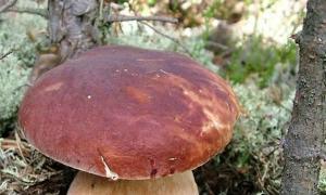 Белый гриб - березовый и сосновый Какой размер грибницы белого гриба